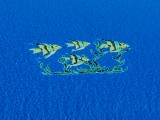 island-breeze-II-18h